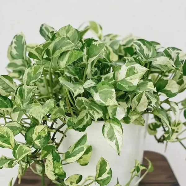 Pearls and Jade Pothos (Epipremnum aureum 'Pearls and Jade')