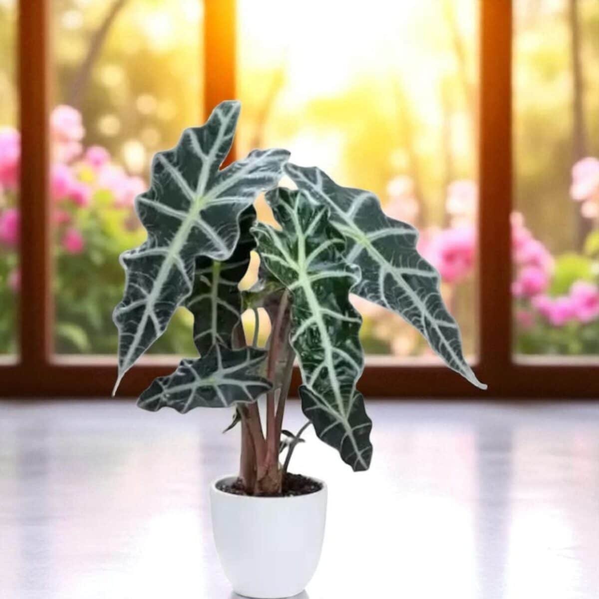 Alocasia Poly - Image 1