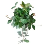 Peperomia puteolata (Parallel Peperomia)