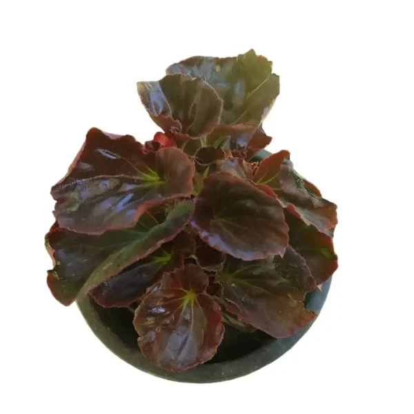 Wax Begonia (Begonia x semperflorens-cultorum) - Image 3
