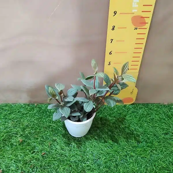 Peperomia puteolata (Parallel Peperomia) - Image 4