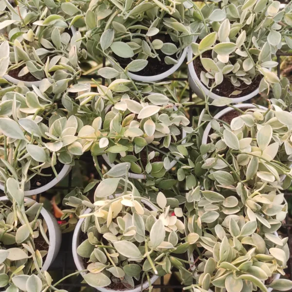 Dischidia oiantha 'Variegata' (White Diamond) - Image 5