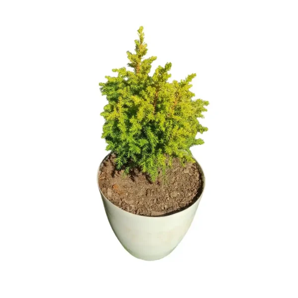 Golden Cypress Live Plant - Image 4