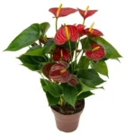 Anthurium andraeanum Success 'Red'