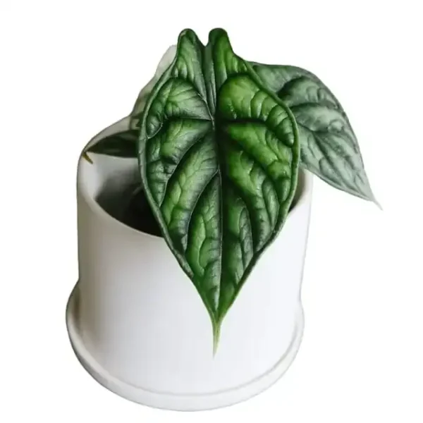Alocasia Dragon Scale (baginda) - Image 2
