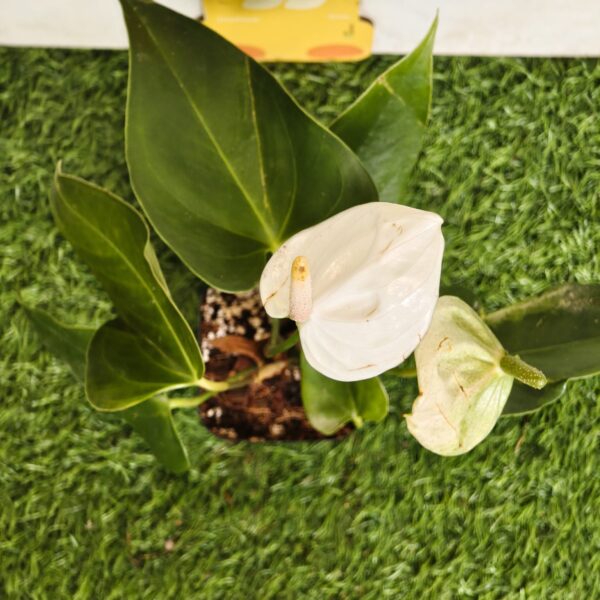 Anthurium andraeanum 'White' - Image 7