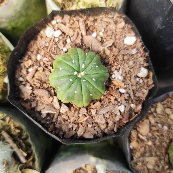 Astrophytum asterias cv. star shaped - Image 2