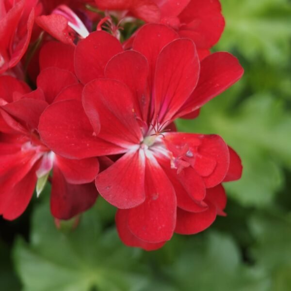 Pelargonium Peltatum Red (Ivy Geranium) - Image 4