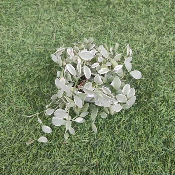 Dischidia oiantha 'Variegata' (White Diamond) - Image 2