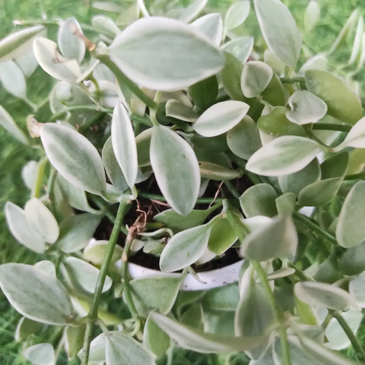 Dischidia oiantha 'Variegata' (White Diamond) - Image 3