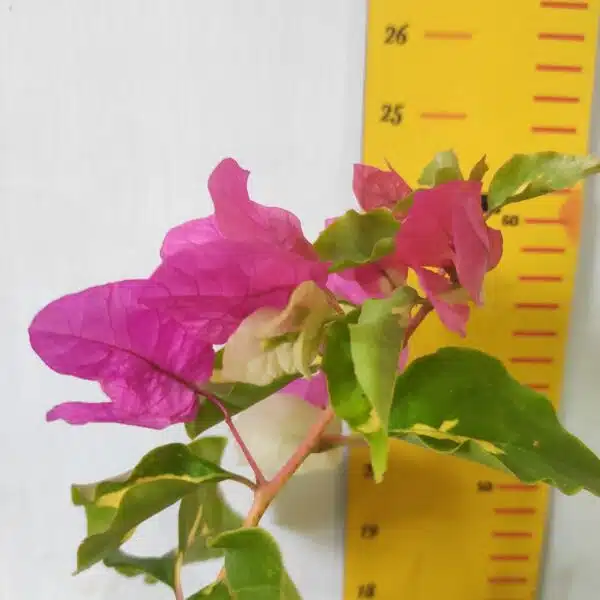 Bougainvillea Vicky (Paperflower) - Image 6