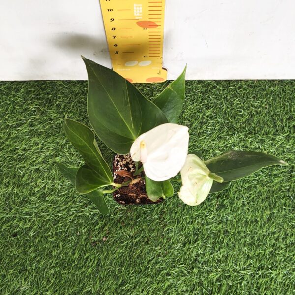 Anthurium andraeanum 'White' - Image 3