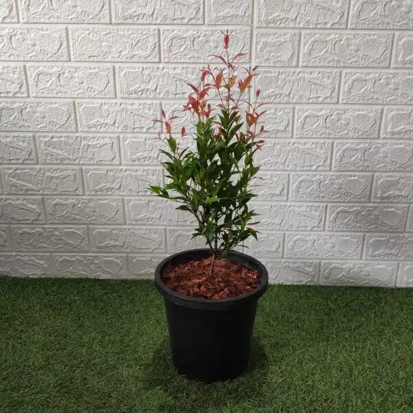 Syzygium Campanulatum Red (Eugenia) - Ficus Christina Plant - Image 6