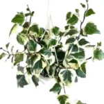 Algerian Ivy (hedera canariensis variegata)