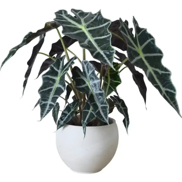 Alocasia Poly - Image 2