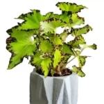 Begonia Rex 'Jive' Live Plant