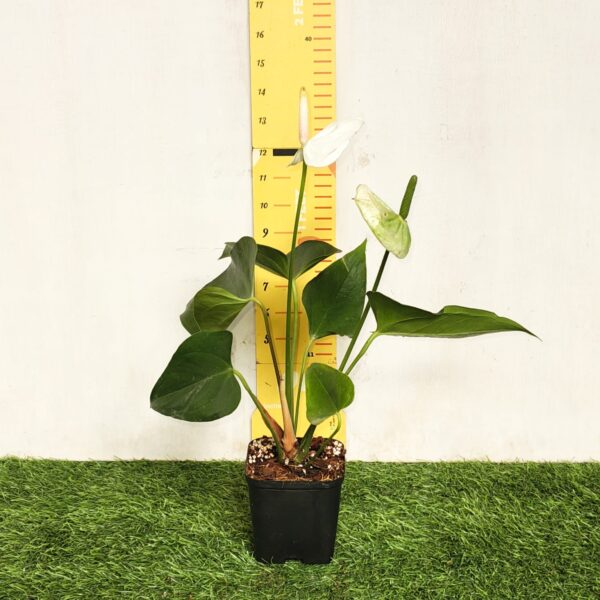 Anthurium andraeanum 'White' - Image 2
