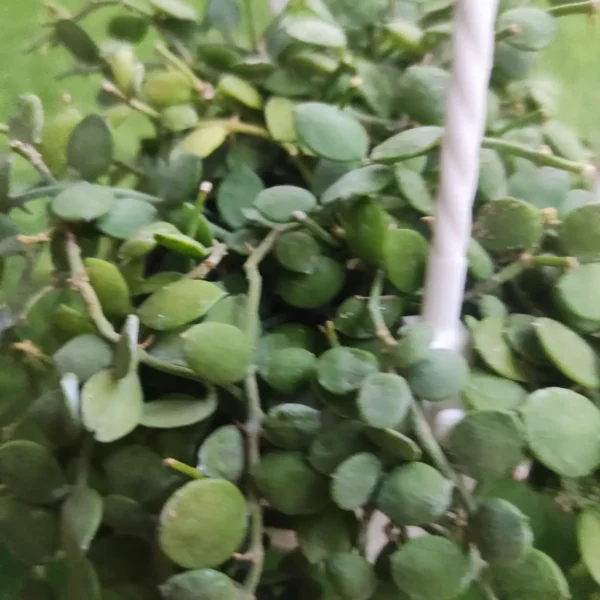 Dischidia nummularia (String of Nickels) - Image 3