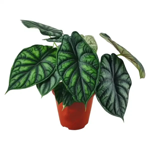 Alocasia Dragon Scale (baginda)