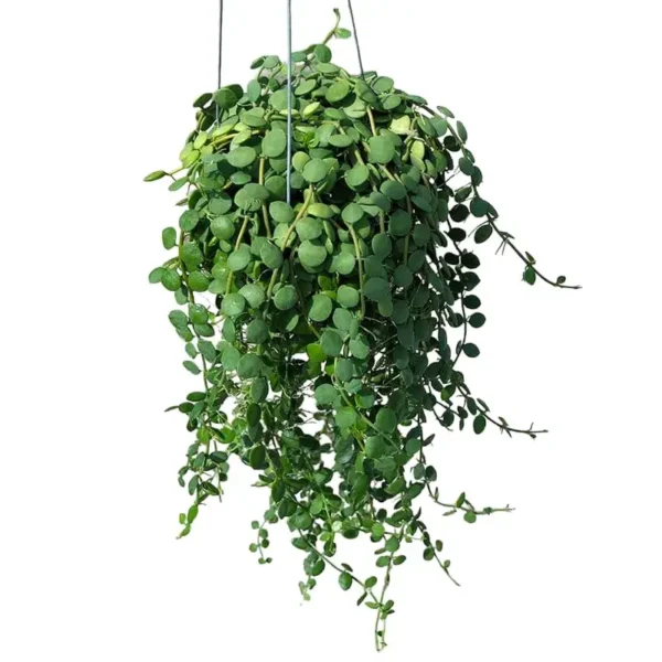 Dischidia nummularia (String of Nickels) - Image 7