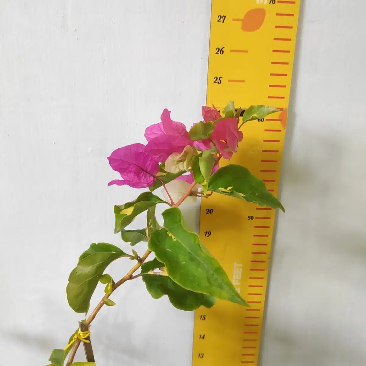 Bougainvillea Vicky (Paperflower) - Image 5