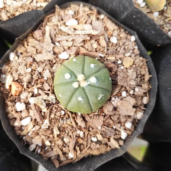 Astrophytum asterias var. nudum - Image 2