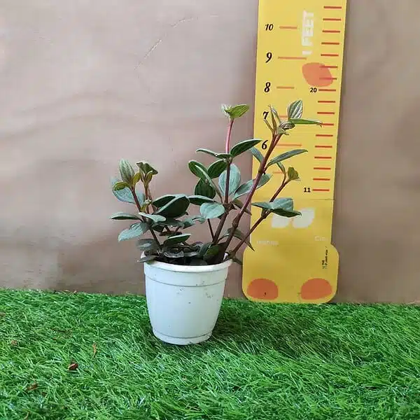 Peperomia puteolata (Parallel Peperomia) - Image 5