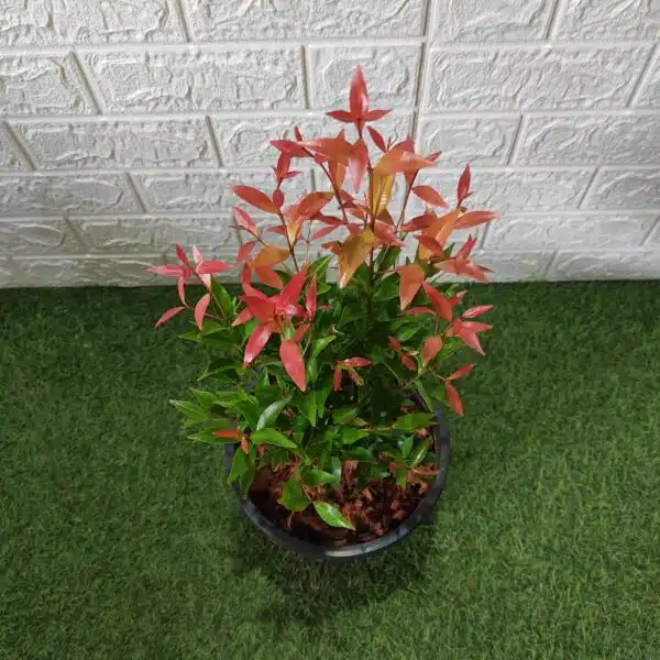 Syzygium Campanulatum Red (Eugenia) - Ficus Christina Plant - Image 2