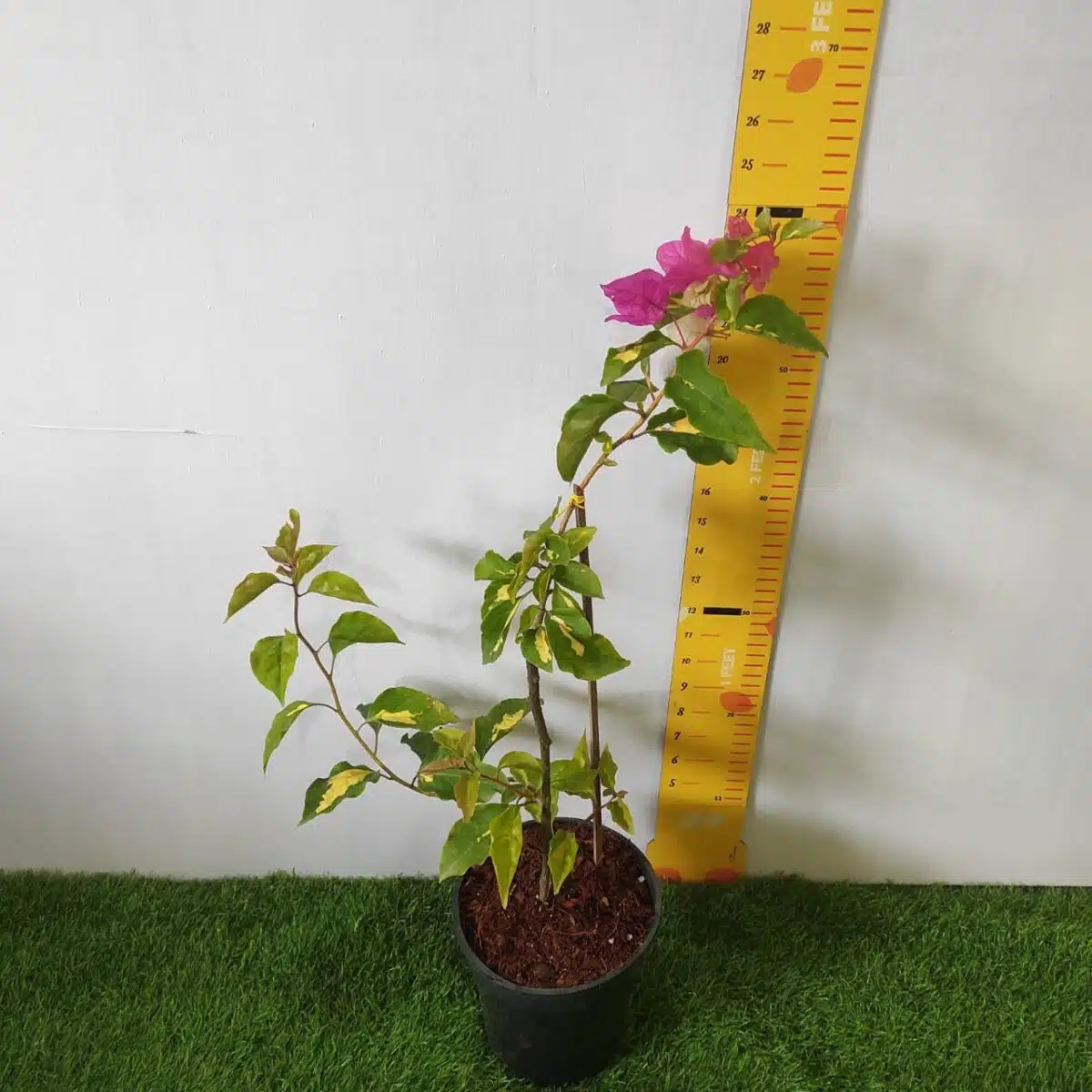Bougainvillea Vicky (Paperflower) - Image 3
