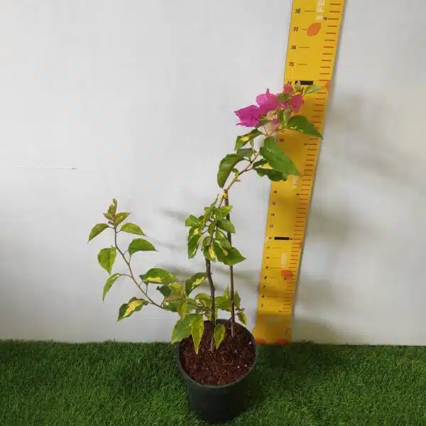 Bougainvillea Vicky (Paperflower) - Image 3