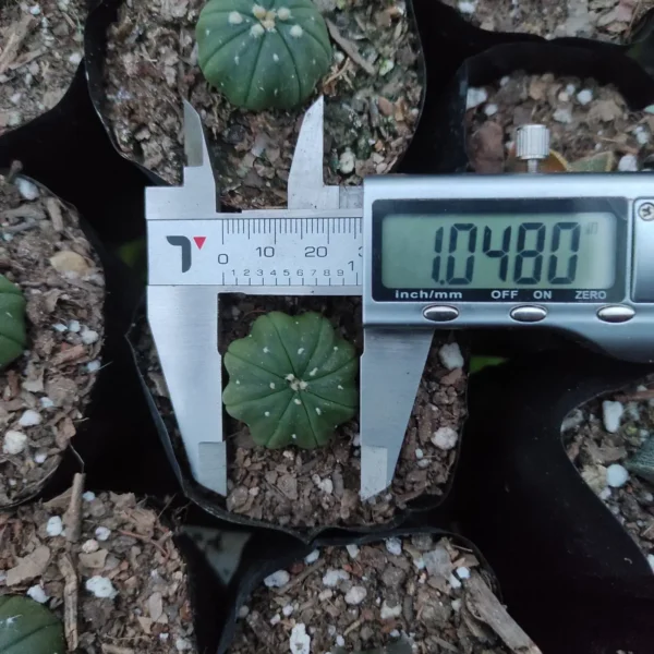 Astrophytum asterias cv. star shaped - Image 3