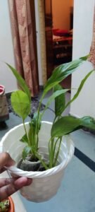 Air Purifying Plants