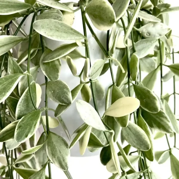 Dischidia oiantha 'Variegata' (White Diamond)