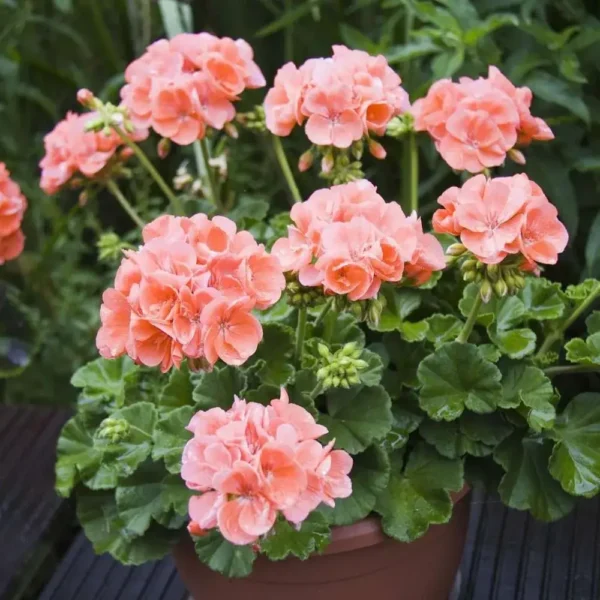 Geranium Mixed Color Plant - Image 2