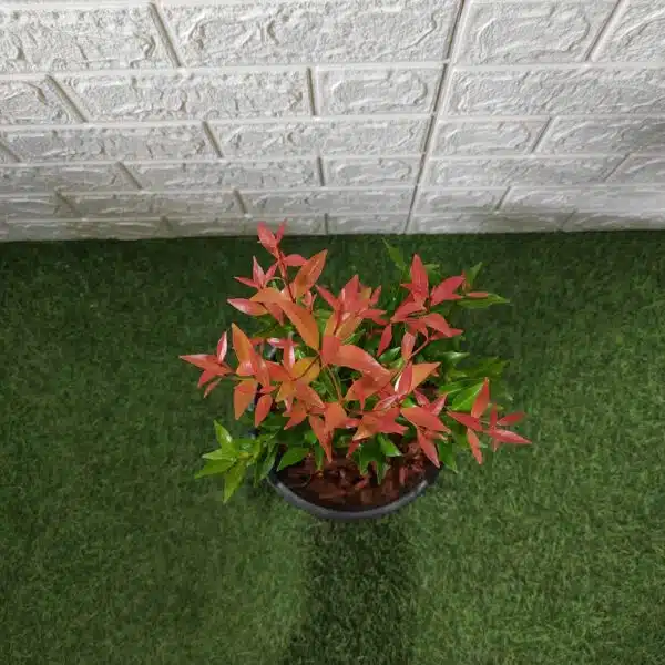 Syzygium Campanulatum Red (Eugenia) - Ficus Christina Plant - Image 4