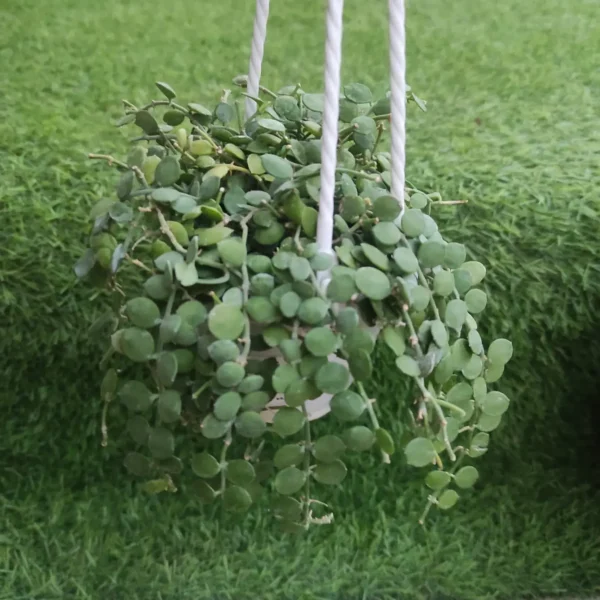 Dischidia nummularia (String of Nickels) - Image 2