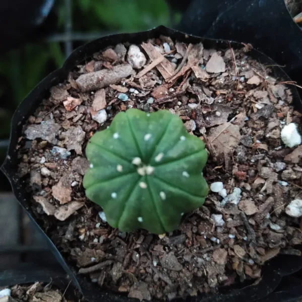 Astrophytum asterias cv. star shaped - Image 4