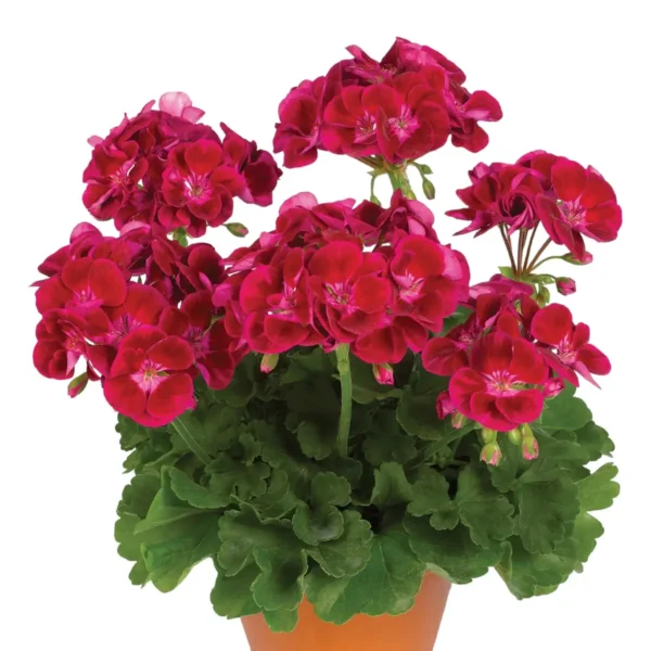 Geranium Mixed Color Plant - Image 3