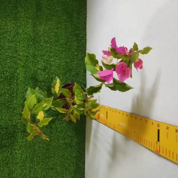 Bougainvillea Vicky (Paperflower) - Image 4