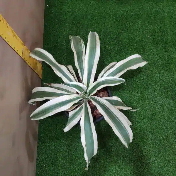 Dracaena Fragrans ‘Victoria White’ - Image 4