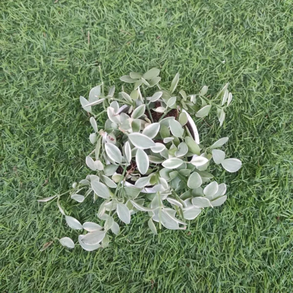 Dischidia oiantha 'Variegata' (White Diamond) - Image 4