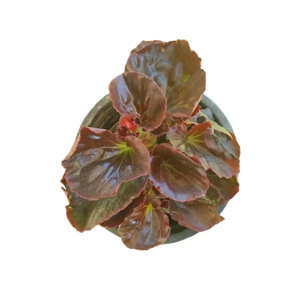 Wax Begonia (Begonia x semperflorens-cultorum) - Image 2