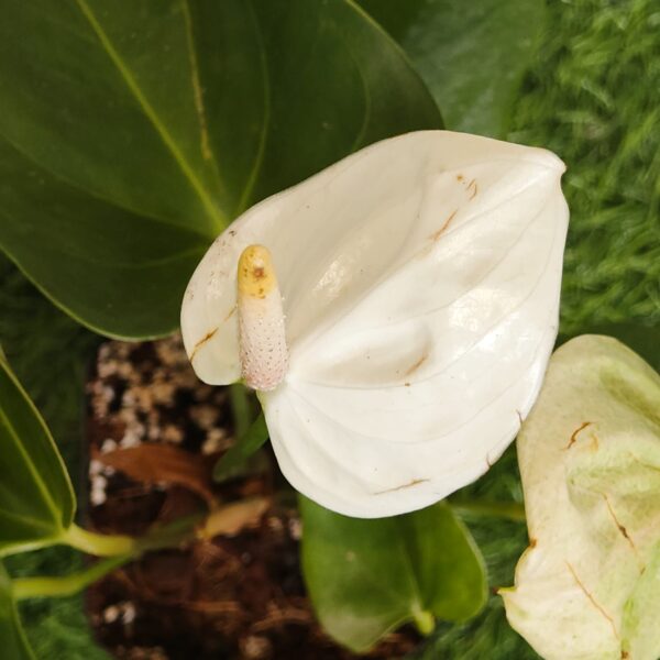 Anthurium andraeanum 'White' - Image 8