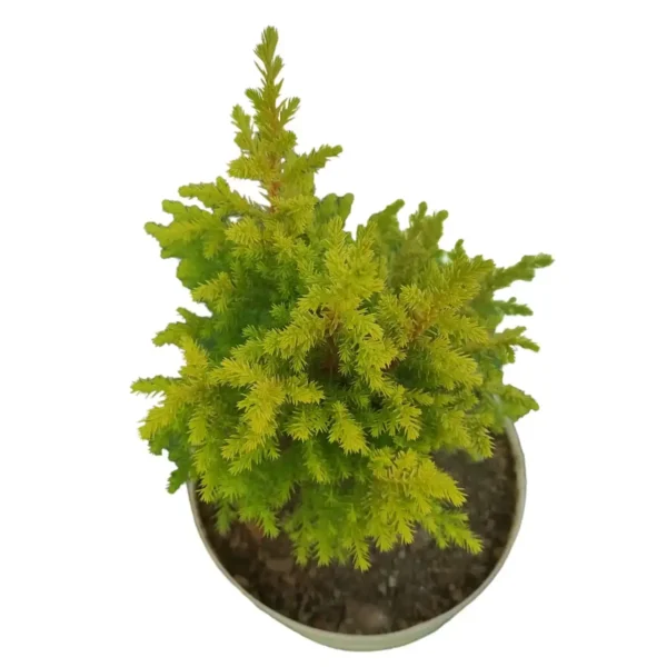 Golden Cypress Live Plant - Image 3