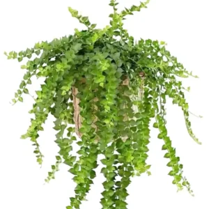 Dischidia Ruscifolia Million Hearts Plant
