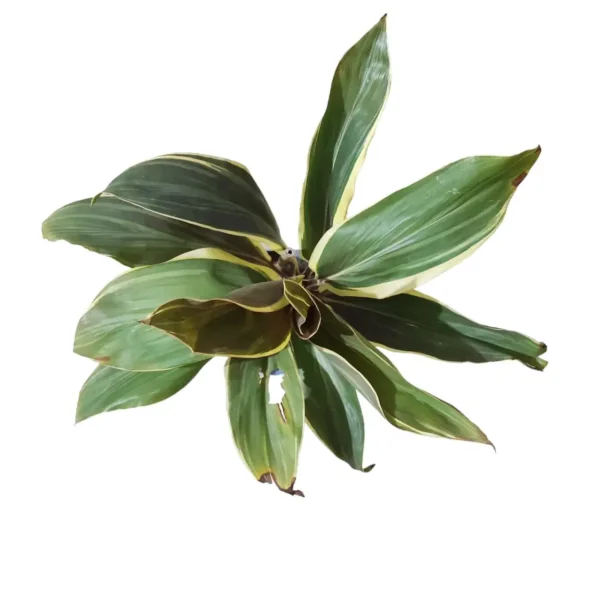 Cordyline Fruiticosa ‘Miss Andrea’ Live Plant - Image 2