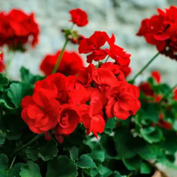 Geranium Mixed Color Plant - Image 4