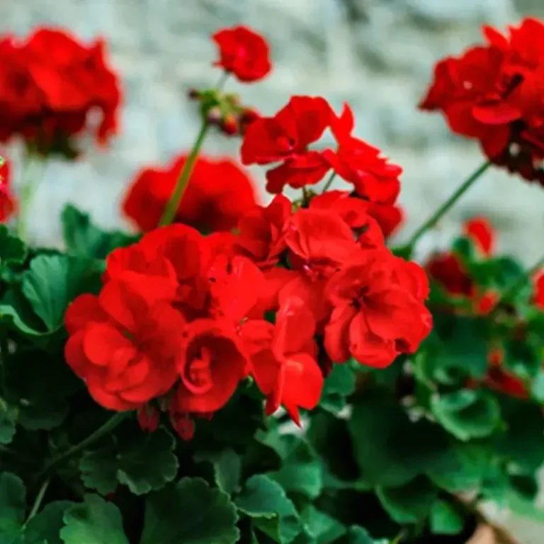 Mixed Variegated Geranium Plant Seeds For Planting
