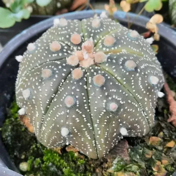Astrophytum asterias cv. star shaped