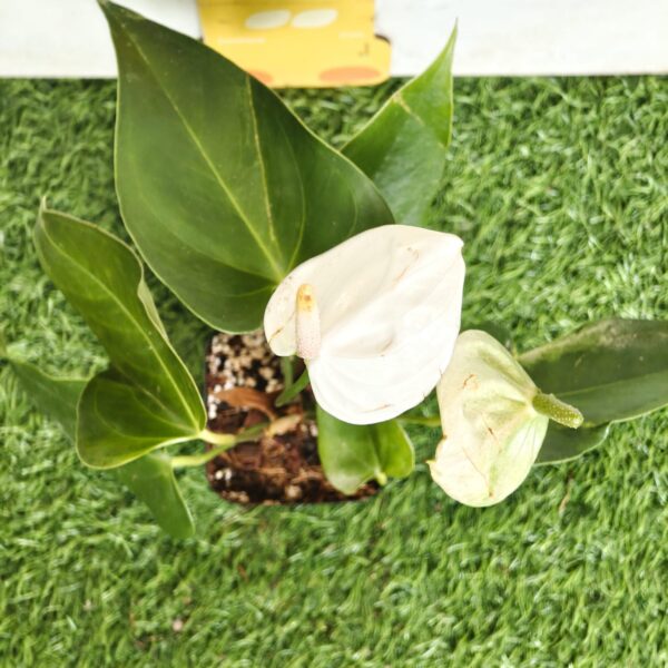 Anthurium andraeanum 'White' - Image 6